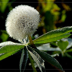 photo "Dandelion once early in the morning"