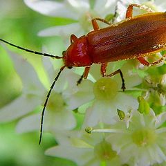 фото "beatle"