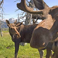 photo "The extreme moose closeup"
