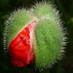 photo "poppy"