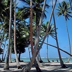 photo "Beach Palms"