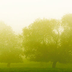 фото "Trees in fog"