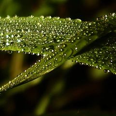 фото "crossroad dew"