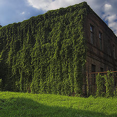 photo "the old green house"