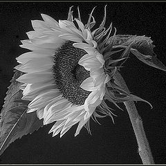 фото "sunflower head"