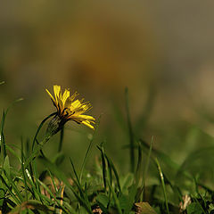 фото "цветок в траве"