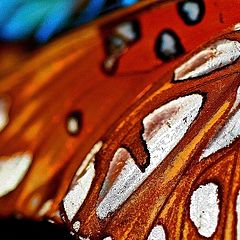 photo "Butterfly Abstract"