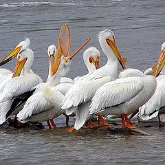 photo "Pelicans in a row"