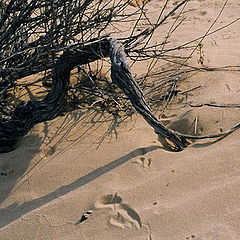 фото "Among the sands - 4."