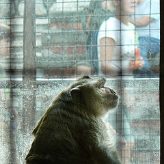 photo "MONKEY PRISON 2"