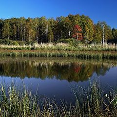 photo "Wood lake"