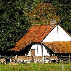 photo "Donkey farm"