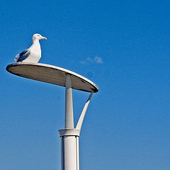 photo "Sitting Gull"