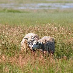 photo "Friendsheep"