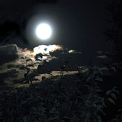 photo "Friday 13, full moon"