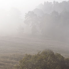 photo "morning fog"