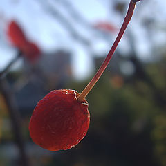 photo "Berry on the sun"