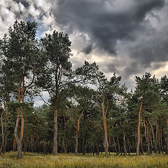 photo "the coniferous forest"