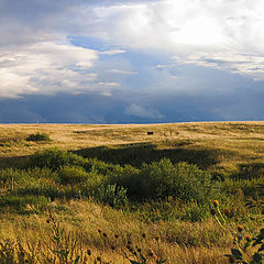 фото "Русское поле"