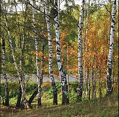 фото "Осень"