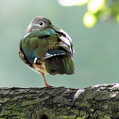 фото "Mandarin (Aix galericulata L.) female"