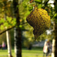 photo "Unhurry of Indian Summer"