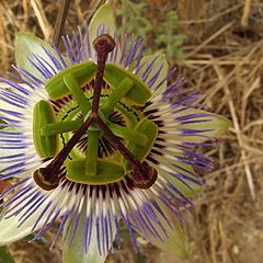 photo "Strange flower"