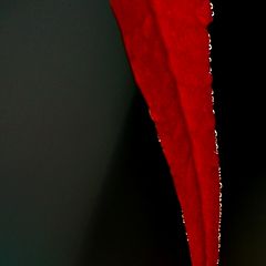 photo "The World Inside a Dew Drop"