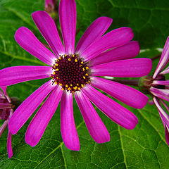 photo "Cinerarias"