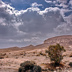 photo "From Desert with Love"