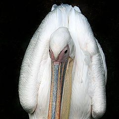 photo "Vertical portrait."