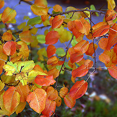 photo "The Palette"