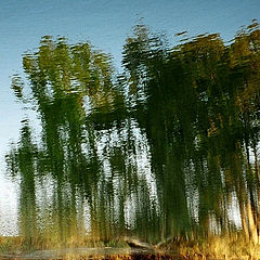 photo "Trees on the river bank."