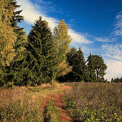 фото "На опушке леса"