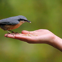 photo "Breadwinner"