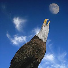 photo "Howling eagle"