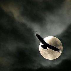 photo "Moon flight"