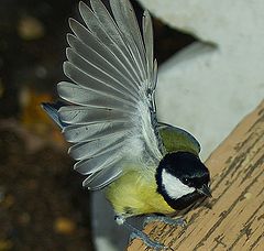 photo "Twirling a tail"