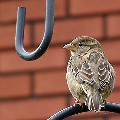 photo "Resting Bird"