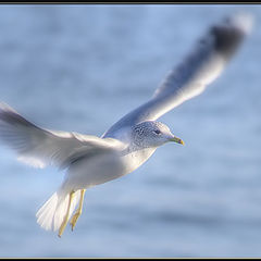 фото "the gentle art of flying"