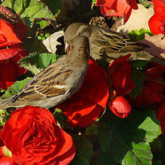 photo "Gossips"