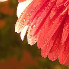 photo "Macro 2"