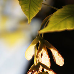 photo "The Amber`s  melody"