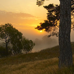 photo "Gold colours of a dawn"