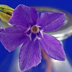 photo "Periwinkle in a Bottle"