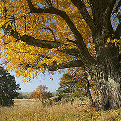 photo "Paints of autumn"