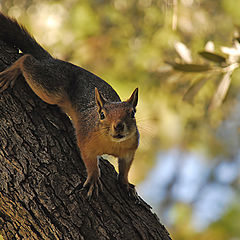 photo "Have a nut?"