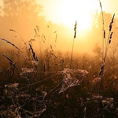 фото "Ловушки для сталкера"