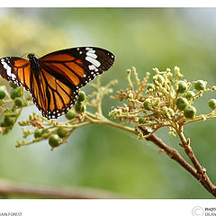 photo "Butterfly"