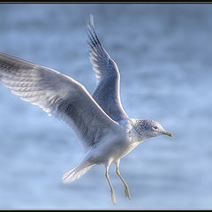 фото "the delicate art of landing"